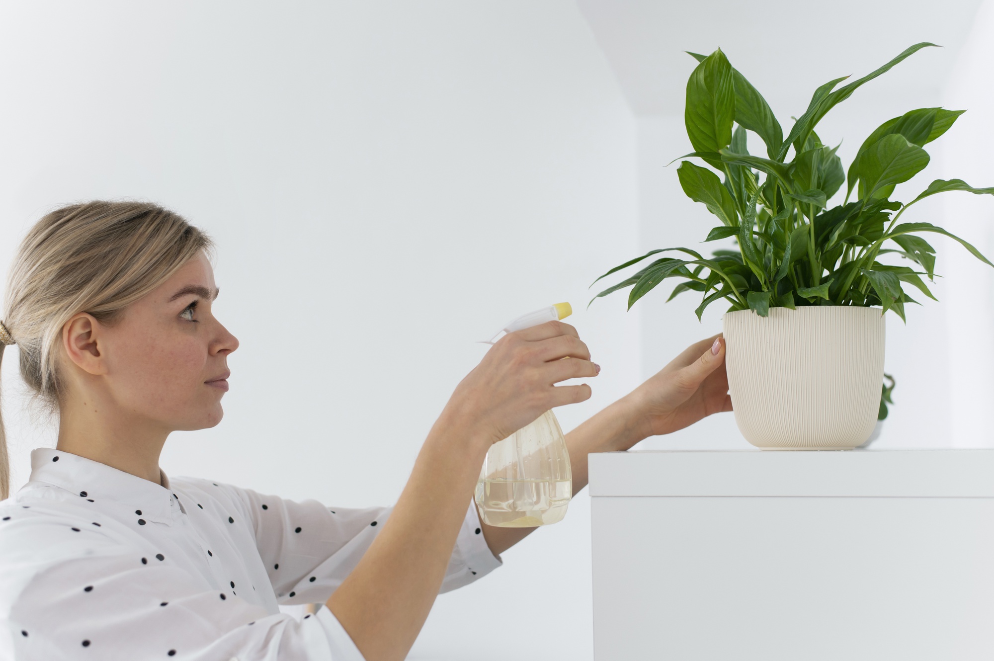 Top 7 Indoor Plants That Provide Oxygen